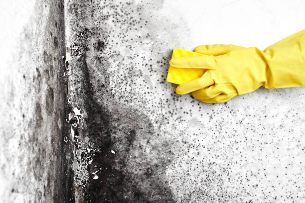 Mold Documentation for Insurance Claims in Alpine, TX