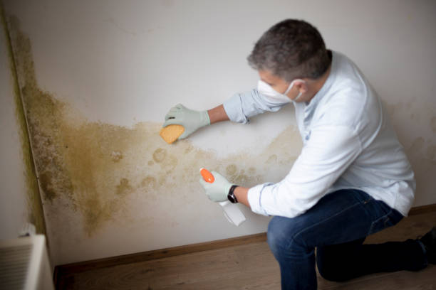 Best Attic Mold Removal  in Alpine, TX